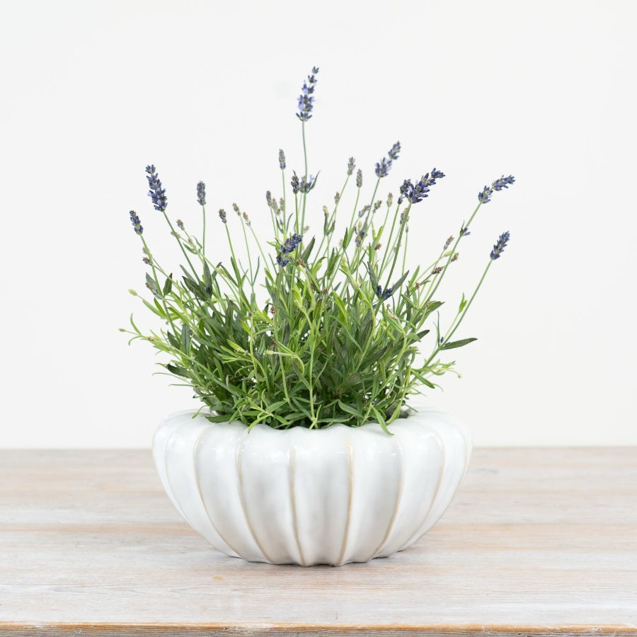 Mika White Glossy Pot 25cm – Modern Decorative Planter with Raw Edge Finish for Home Décor