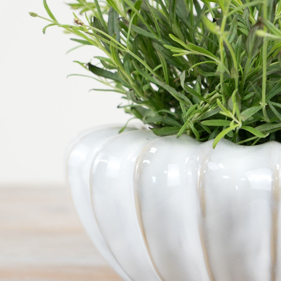 Mika White Glossy Pot 25cm – Modern Decorative Planter with Raw Edge Finish for Home Décor